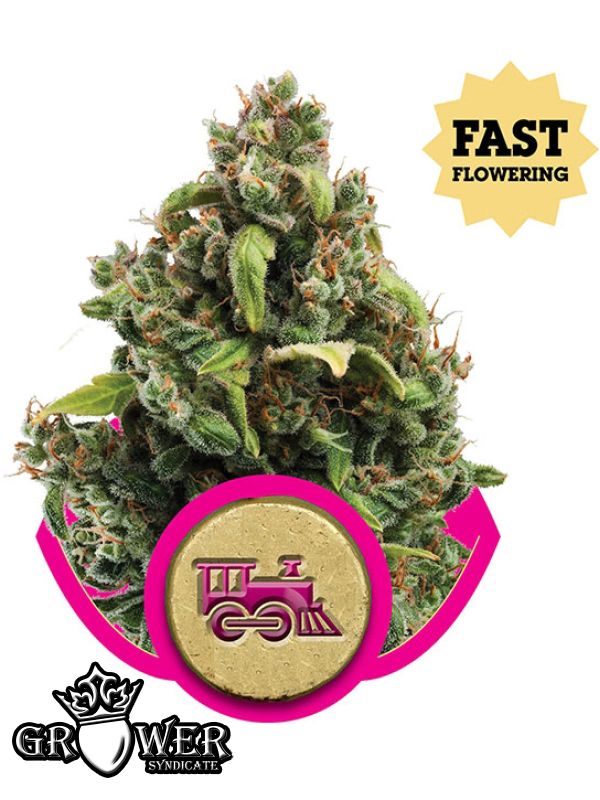 Candy Kush Express (Versión Rápida) - Comprar Semillas de Marihuana en la tienda online GrowerSyndicate