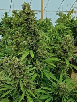 Chemdawg