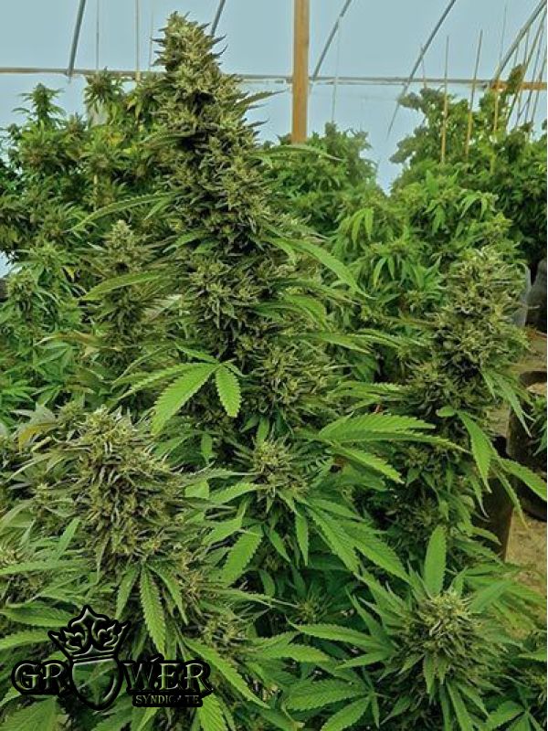 Chemdawg