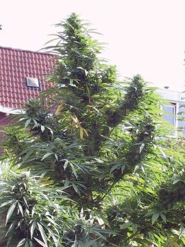 Sativa fácil