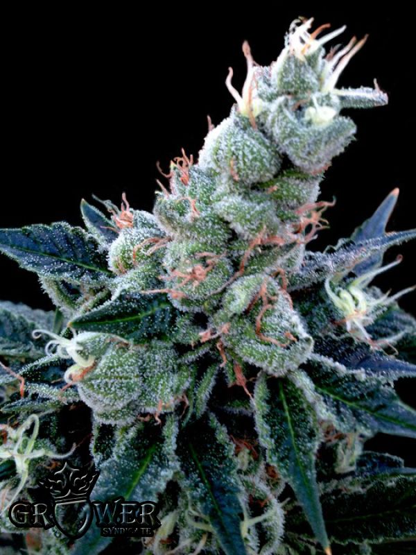 Double Alien 18