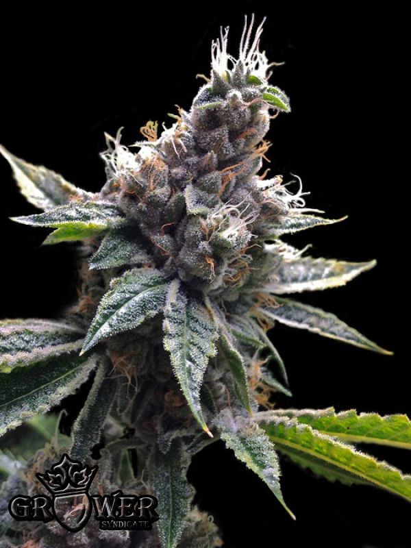 Florida OG