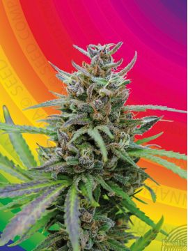 Baby Boom Auto