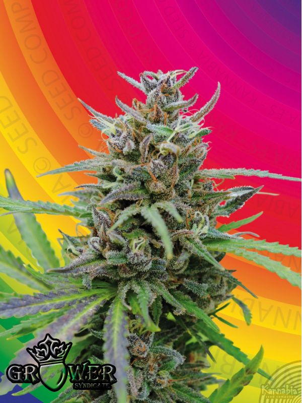 Baby Boom Auto
