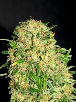 Kush gitana (Faraona)