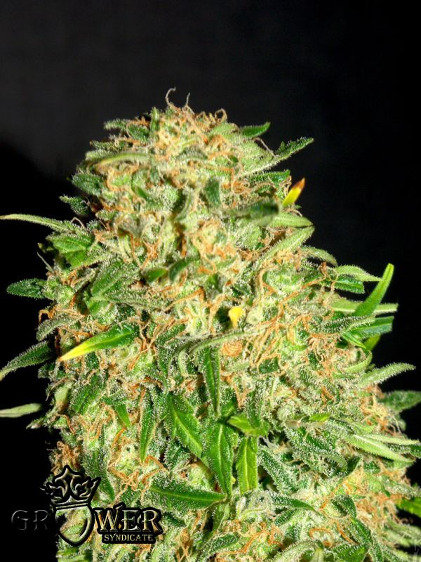 Kush gitano (Faraona)