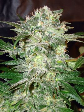 Mazar Kush