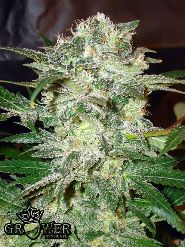 Mazar Kush