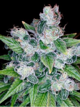 Kandy Kush