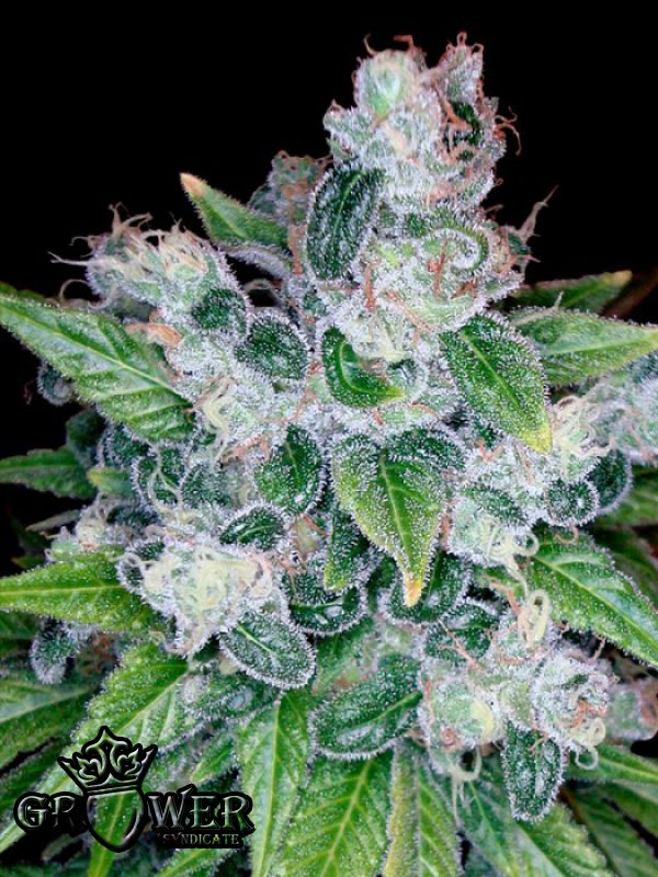 Kandy Kush Kandy Kush