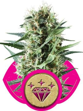 Special Kush #1
