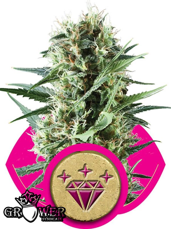 Kush especial #1