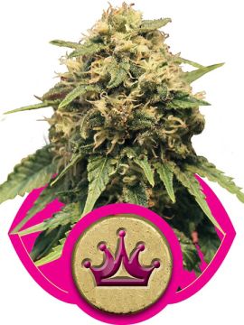 Special Queen #1