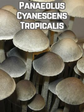 Panaeolus Cyanescens Cambodia - Купить Grower Syndicate в интернет магазине GrowerSyndicate