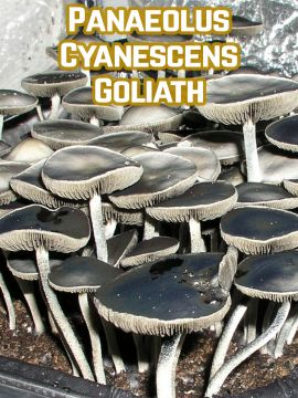 Panaeolus Сyenses Goliath - Купить Grower Syndicate в интернет магазине GrowerSyndicate