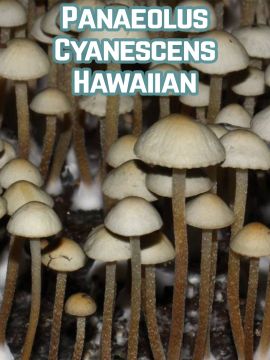 Panaeolus Cyanescens Hawaiian - Купить Grower Syndicate в интернет магазине GrowerSyndicate