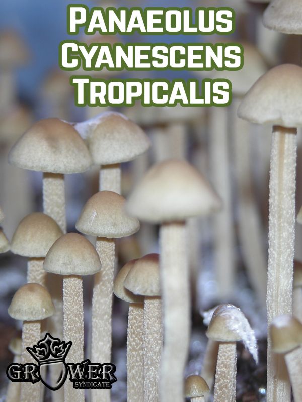 Panaeolus Cyanescens Tropicalis - Купить Grower Syndicate в интернет магазине GrowerSyndicate