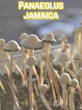 Panaeolus Jamaica - Купить Grower Syndicate в интернет магазине GrowerSyndicate