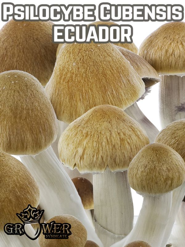 Psilocybe Cubensis Ecuador - Купить Grower Syndicate в интернет магазине GrowerSyndicate
