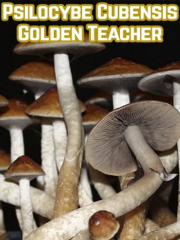 Psilocybe Cubensis Golden Teacher
