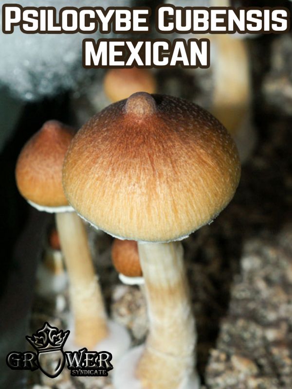 Psilocybe Cubensis Mexican - Купить Grower Syndicate в интернет магазине GrowerSyndicate