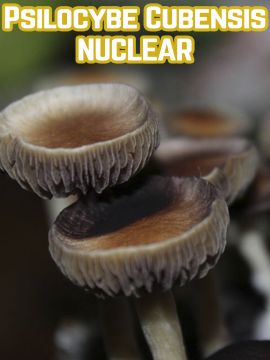 Psilocybe Cubensis Nuclear Grower Syndicate