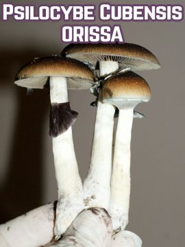 Psilocybe Cubensis Orissa Grower Syndicate
