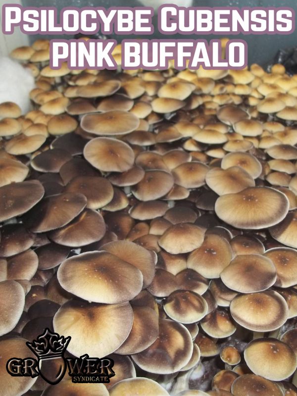 Psilocybe Сubensis Pink Buffalo - Купить Grower Syndicate в интернет магазине GrowerSyndicate