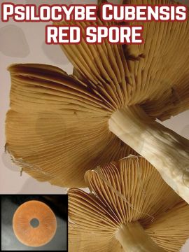 Psilocybe Cubensis Red Grower Syndicate