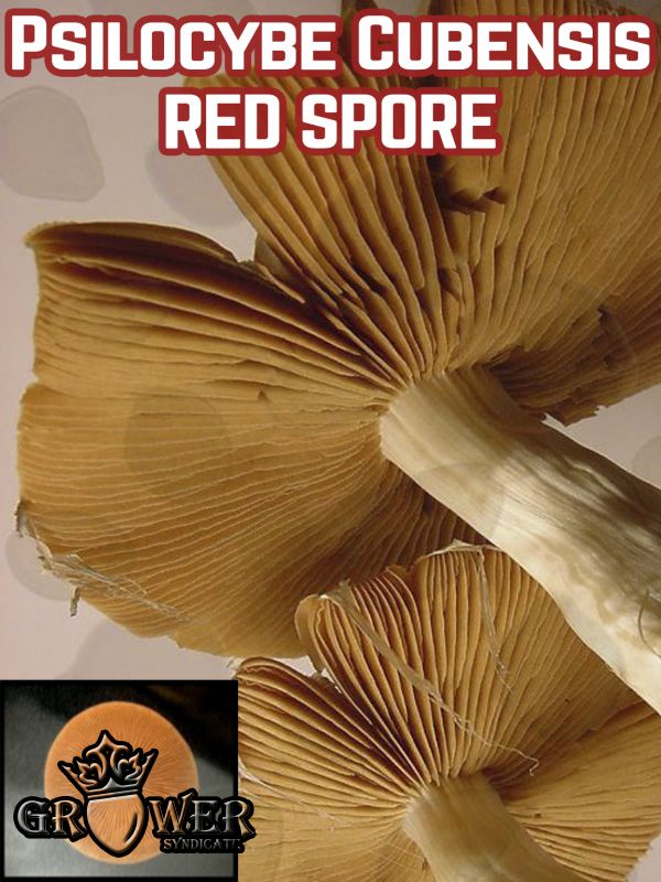 Psilocybe Cubensis Red - Купить Grower Syndicate в интернет магазине GrowerSyndicate