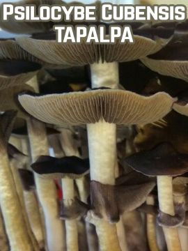Psilocybe Cubensis Tapalpa  Grower Syndicate