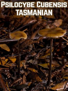 Psilocybe Cubensis Tasmanian - Купить Grower Syndicate в интернет магазине GrowerSyndicate