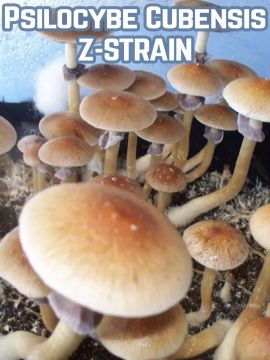 Psilocybe Cubensis Z-strain - Купить Grower Syndicate в интернет магазине GrowerSyndicate