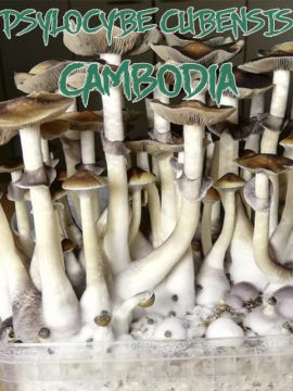 Psilocybe Cubensis Cambodia - Купить Grower Syndicate в интернет магазине GrowerSyndicate