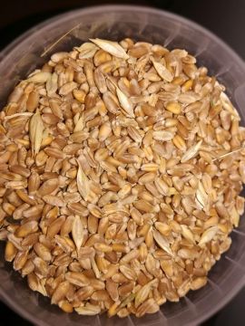 Купить Субстрат (Пшеница) - в интернет магазине GrowerSyndicate