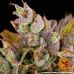 LSD Auto - Купить Семена конопли в интернет магазине GrowerSyndicate