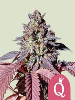 Purple Queen - Купить Семена конопли в интернет магазине GrowerSyndicate