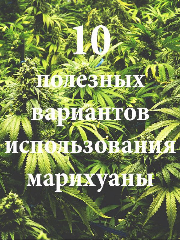 10 ответов марихуана