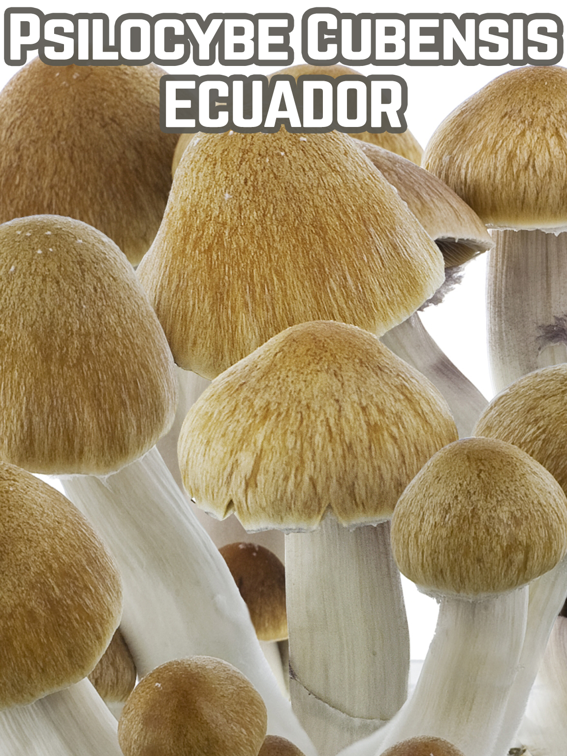 Купить Psilocybe Cubensis Ecuador