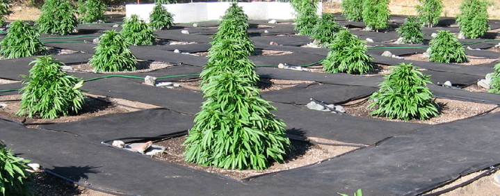Как вырастить марихуану в огороде все о автоцветущей марихуане