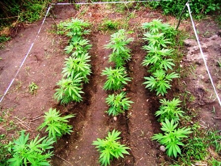 марихуана в огороде